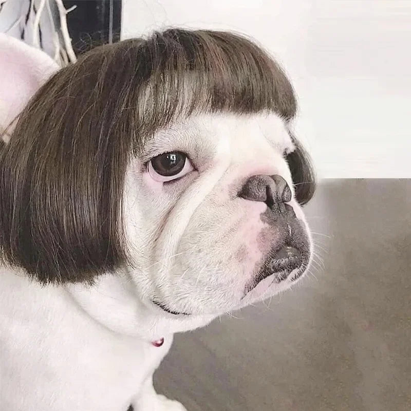 Pet Wigs Dog Wigs Pet Supplies Halloween Pet Accessories Curly Hair Straight Hair Cat Wigs