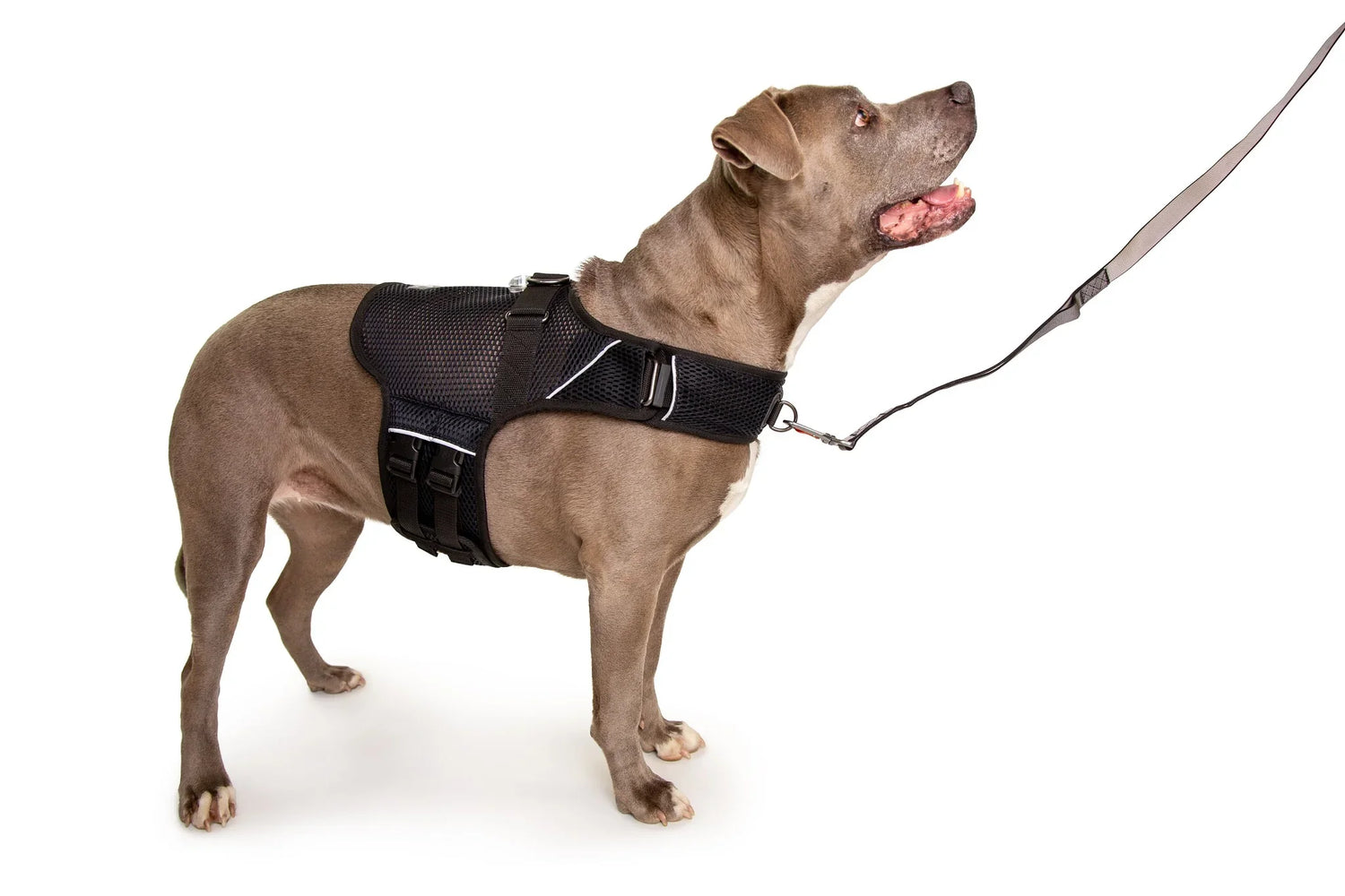 Collars And Leashes