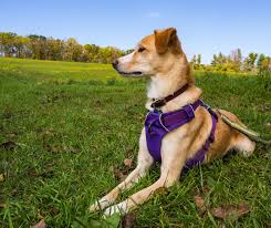 Dog Collars - Flat/Harness