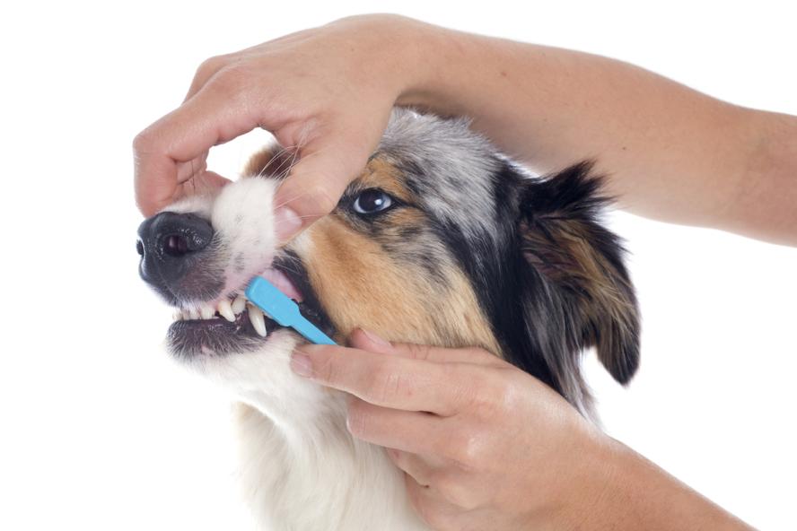 Oral Care/Ear Care