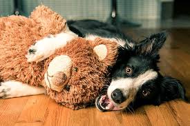 Plush Toys