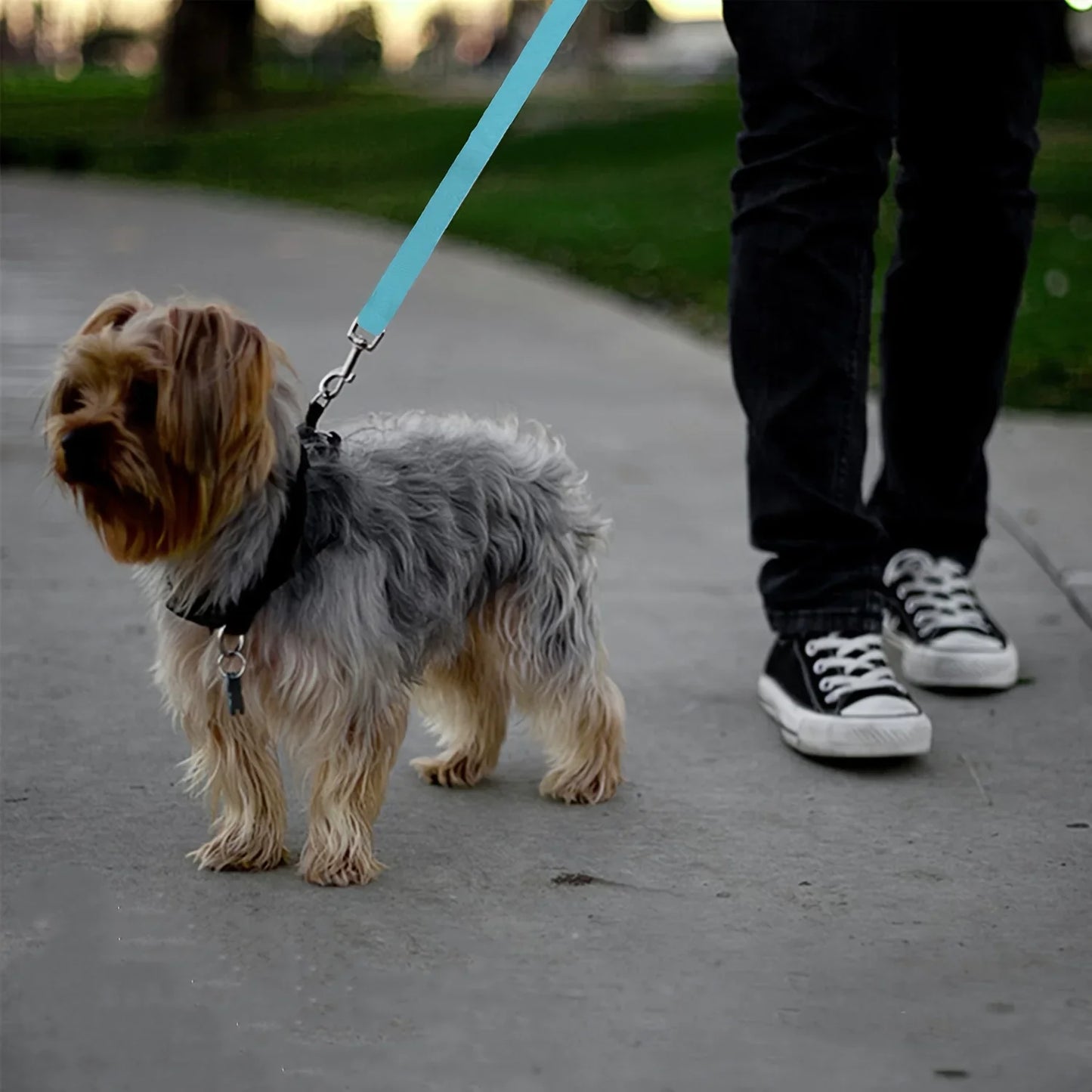 Pet car seat belts, dog and cat car leash, rear seat retractable cat and dog leash, make your dog safer!